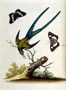 Akvarellillustration från en bok med sällsynta fåglar av G Edwards 1750. George Edwards (1694-1773) var en brittisk naturforskare och ornitolog. Han reste mycket genom Europa och studerade naturhistoria och fåglar i synnerhet. Han fick ett visst erkännande av George Edwards