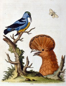 Akvarellillustration från en bok med sällsynta fåglar av G Edwards 1750. George Edwards (1694-1773) var en brittisk naturforskare och ornitolog. Han reste mycket genom Europa och studerade naturhistoria och fåglar i synnerhet. Han fick ett visst erkännande