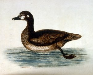 Akvarellillustration från en bok med sällsynta fåglar av G Edwards 1750. George Edwards (1694-1773) var en brittisk naturforskare och ornitolog. Han reste mycket genom Europa och studerade naturhistoria och fåglar i synnerhet. Han fick ett visst erkännande