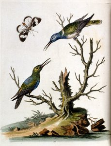 Akvarellillustration från en bok med sällsynta fåglar av G Edwards 1750. George Edwards (1694-1773) var en brittisk naturforskare och ornitolog. Han reste mycket genom Europa och studerade naturhistoria och fåglar i synnerhet. Han fick ett visst erkännande
