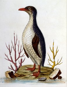 Akvarellillustration från en bok med sällsynta fåglar av G Edwards 1750. George Edwards (1694-1773) var en brittisk naturforskare och ornitolog. Han reste mycket genom Europa och studerade naturhistoria och fåglar i synnerhet. Han fick ett visst erkännande