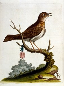 Akvarellillustration från en bok med sällsynta fåglar av G Edwards 1750. George Edwards (1694-1773) var en brittisk naturforskare och ornitolog. Han reste mycket genom Europa och studerade naturhistoria och fåglar i synnerhet. Han fick ett visst erkännande