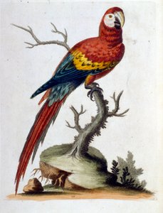 Akvarellillustration från en bok med sällsynta fåglar av G Edwards 1750. George Edwards (1694-1773) var en brittisk naturforskare och ornitolog. Han reste mycket genom Europa och studerade naturhistoria och fåglar i synnerhet. Han fick ett visst erkännande