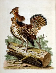  av George Edwards