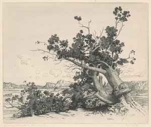 Desert Cedars, New Mexico av George Elbert Burr