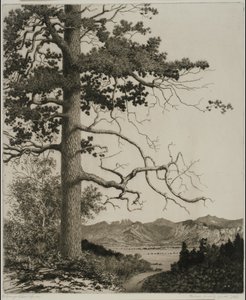 Old Pine, Estes Park av George Elbert Burr