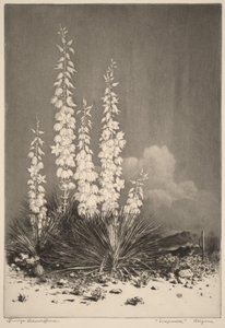 Såpört, Arizona (nr 2) av George Elbert Burr