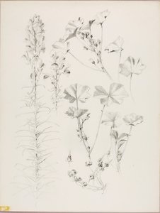Utan titel (botanisk studie)