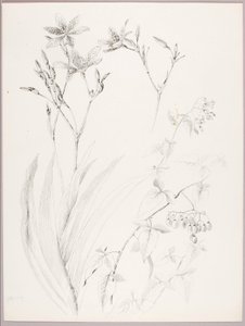Utan titel (botanisk studie)