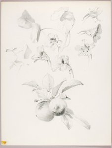 Utan titel (botanisk studie) av George Elbert Burr