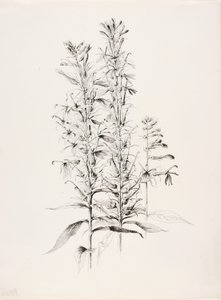 Utan titel (Kardinalblomma, Lobelia Cardinalis) av George Elbert Burr