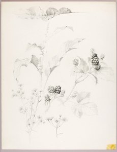 Utan titel (Tusenskönor och björnbär) av George Elbert Burr