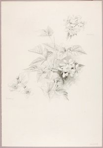 Utan titel (Dewberry och Blackberry) av George Elbert Burr