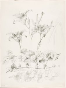 Utan titel (liljor och murgröna) (Glecoma Hederacea) av George Elbert Burr