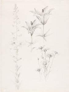 Utan titel (lilja, tusensköna, hibiskus) av George Elbert Burr