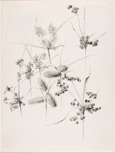 Utan titel (starrgräs) av George Elbert Burr