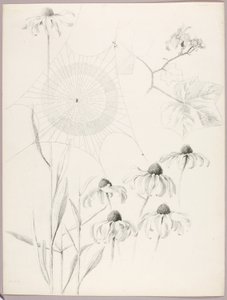 Utan titel (Spindelväv och tusenskönor) av George Elbert Burr