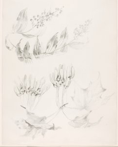 Utan titel (Sockerlönn och falsk salomonsalvia) av George Elbert Burr