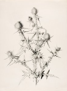 Utan titel (Thistle) av George Elbert Burr