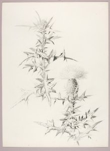 Utan titel (Thistle)