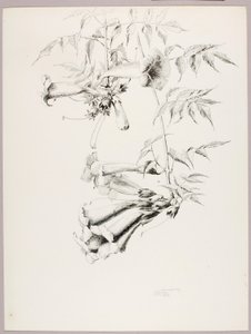 Utan titel (Trumpet Vine) av George Elbert Burr