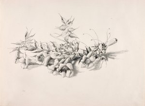 Utan titel (Trumpetvin, Campsis Radicans) av George Elbert Burr