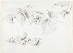 Utan titel (vild hasselnöt, Corylus Americana)