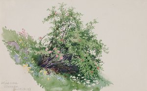 Vildros, tvätt, 1898.