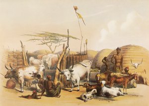 En Zulu kraal vid Umgaki-floden i Natal av George French Angas