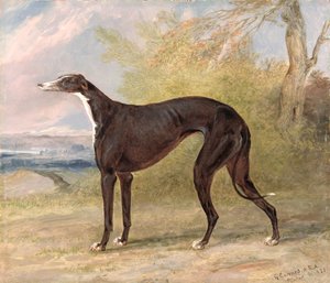 En av George Lane Foxs vinnande vinthundar: den svarta och vita vinthundstiken, Juno, även känd som Elizabeth