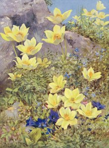 Anemone sulphurea och Gentiana excisa målade direkt på fälten i slutet av maj (färglitografi) av George Jackson Flemwell