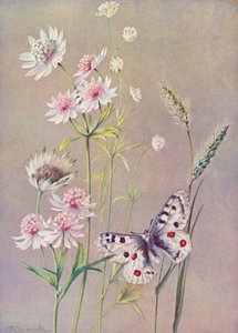 Astrantia dur, A moll och Apollo-fjärilen (färglitografi)