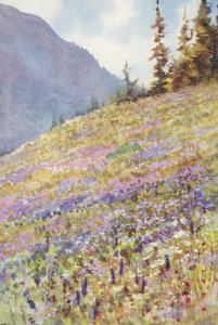 Fält av Campanula rhomboidalis på Col de la Forclaz i början av juli (färglitografi)