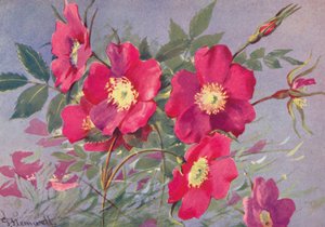 Rosa alpina, den taggfria alpglantinen (färglitografi)