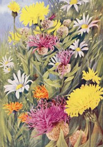 Den långa gula Hypochaeris uniflora, Centaurea uniflora, den gyllene Hawkweed (Crepis aurea) ritad från livet på fälten i juli (färglitografi)