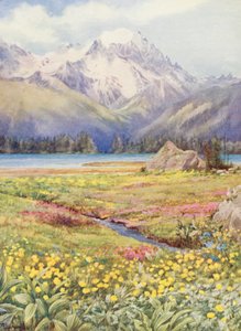 De övre fälten i Champex i början av juni, med Grand Combin i fjärran (färglitografi) av George Jackson Flemwell