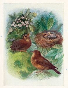En typisk Nidicolous Nestling - tre stadier. Koltrasten, c1910, 1910 av George James Rankin