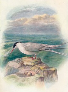 Tärna - Sterna macrura, c1910, 1910 av George James Rankin