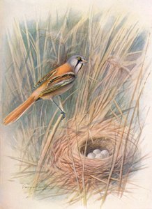 Skäggmes eller haspel - Panurus biarmicus, c1910, 1910