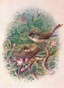 Blackcap - Sylvia atricapilla, c1910, 1910 av George James Rankin