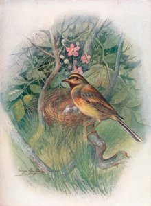 Cirl-Bunting - Emberiza cirlus, c1910, 1910 av George James Rankin