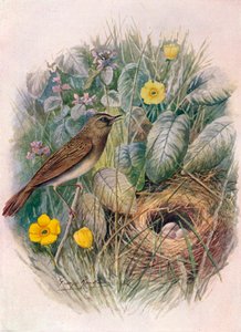 Gräshoppa - Locustella naevia, c1910, 1910 av George James Rankin