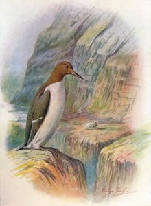 Guillemot - Uria troile, c1910, 1910 av George James Rankin