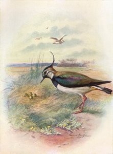 Vipa eller Peewit - Vnellus vulgaris, c1910, 1910 av George James Rankin
