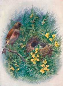 Linnet - Linota cannabina, c1910, 1910 av George James Rankin
