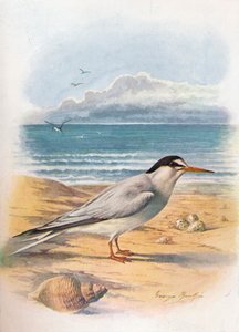 Little Tern - Sterna minuta, c1910, 1910 av George James Rankin