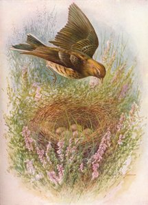 Ängspiplärka eller titlarka - Anthus pratensis, c1910, 1910 av George James Rankin