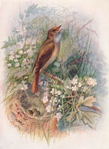 Näktergal - Daulias luscinia, c1910, 1910