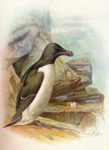 Razorbill - Alca torda, c1910, 1910 av George James Rankin
