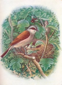 Rödryggad skrike - Lanius collurio, c1910, 1910 av George James Rankin